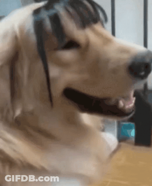 Excited Dog Golden Retriever With Bangs GIF