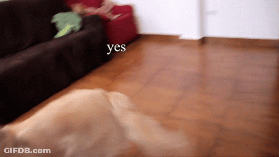 Excited Dog Golden Retriever Yes GIF