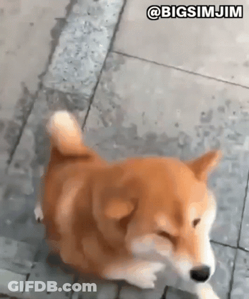 Excited Dog GIF