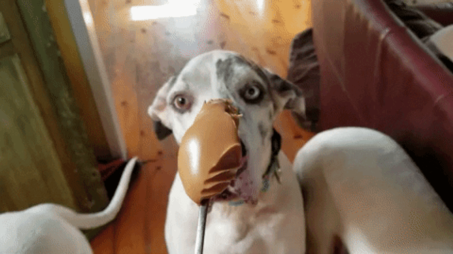 Excited Dog Licking Butter GIF