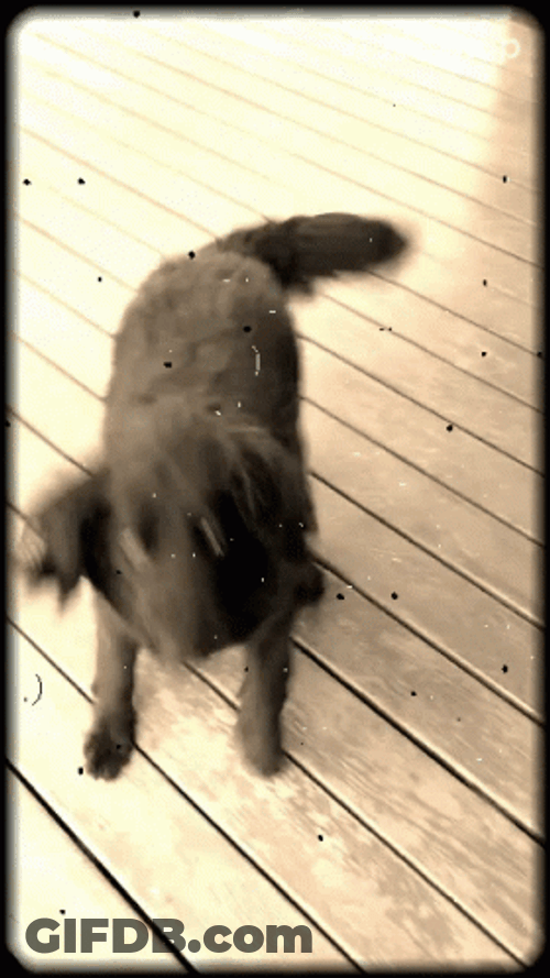 Excited Dog GIF