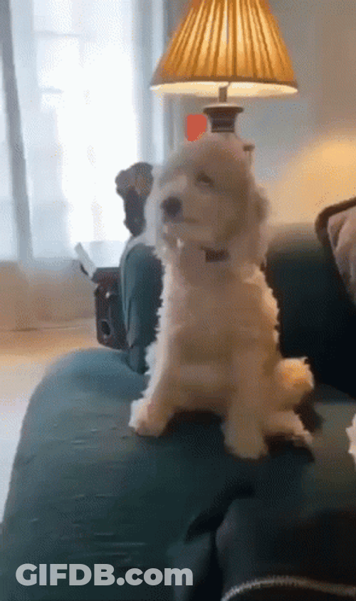 Excited Dog Maltese Front Tail GIF