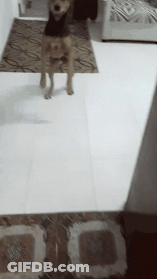 Excited Dog Puppy Front Leg Jump GIF