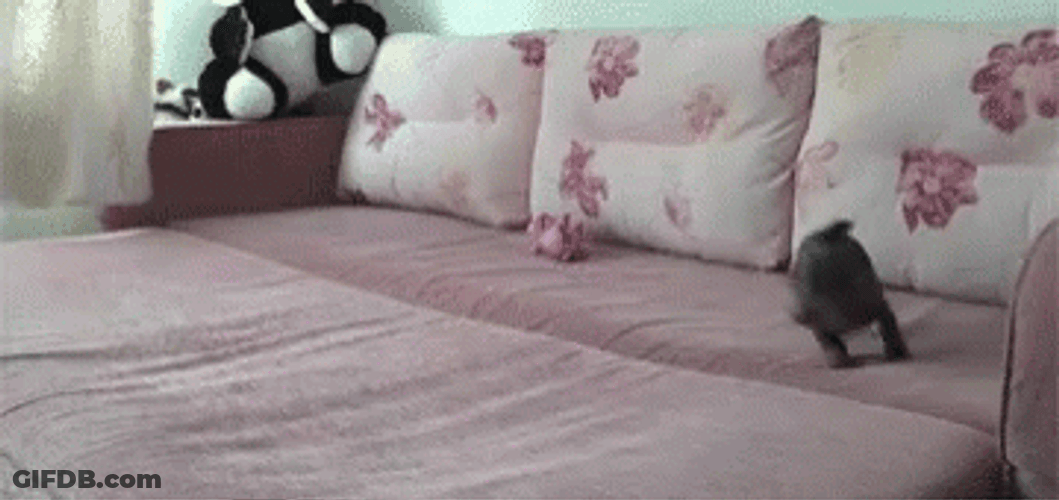 Excited Dog Puppy Running Around Bed GIF