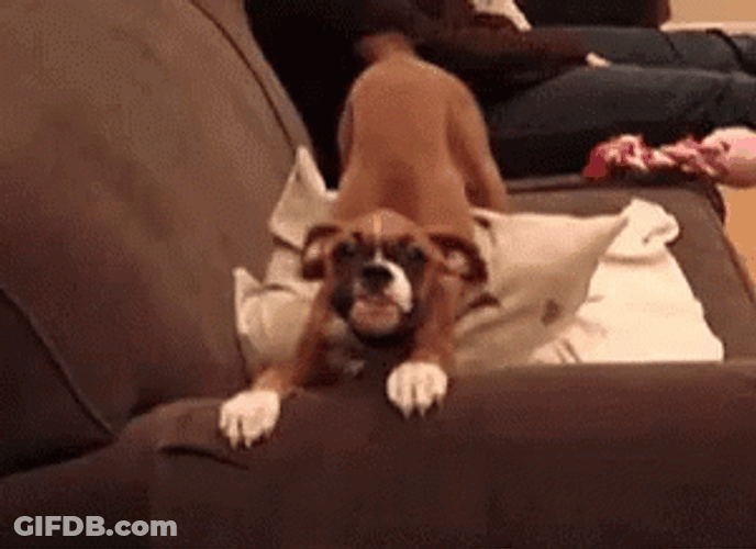 Excited Dog Shaking On Couch GIF