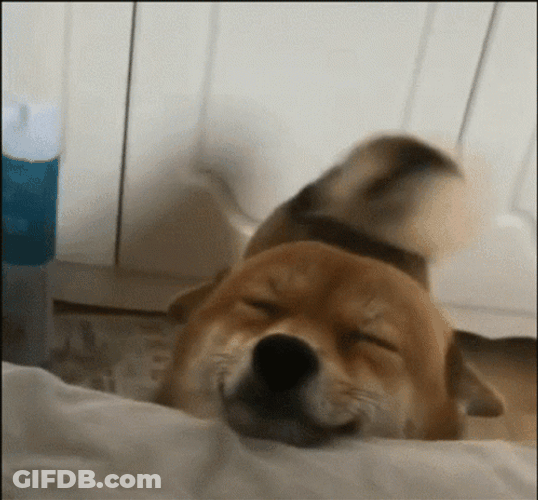 Excited Dog Shiba Inu Wagging Tail GIF