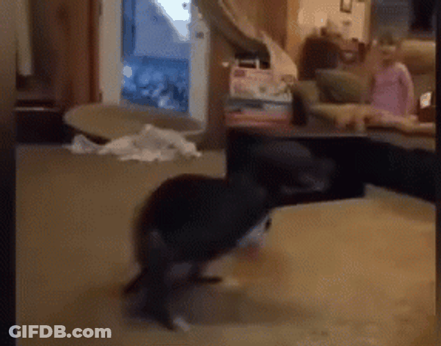 Excited Dog Spinning Around The Living Room GIF