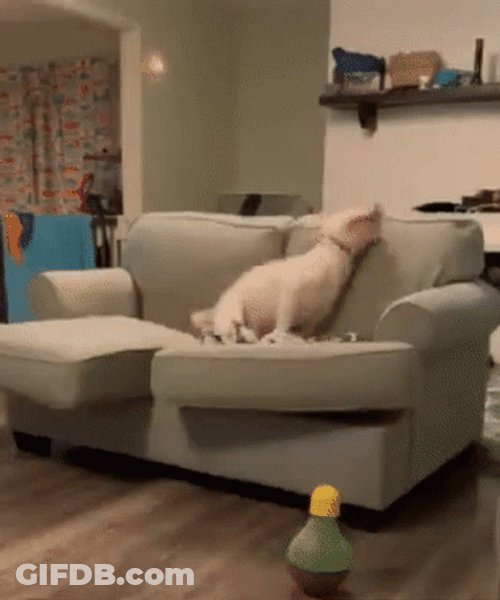 Excited Dog White Pit Bull On Couch Jumping GIF