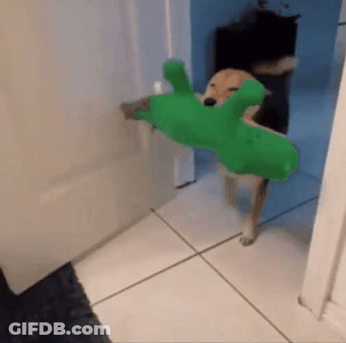 Excited Dog With Alligator Stuffed Toy GIF
