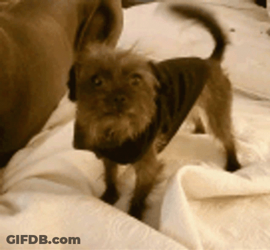 Excited Dog Yorkshire Terrier In Bed GIF