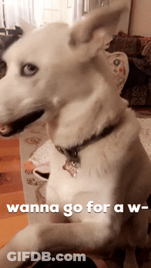 Excited For A Walk Dog Meme GIF