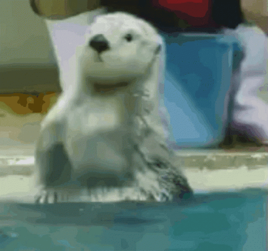 Excited Happy Otter GIF