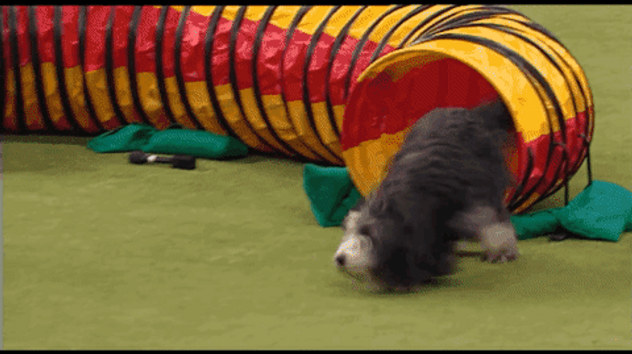 Excited Old English Dog Tackle GIF