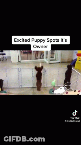 Excited Puppy Spots Owner GIF