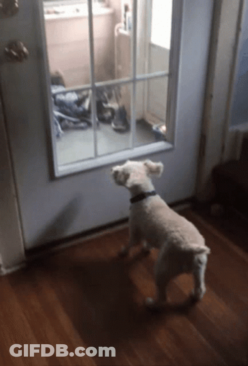 Excited Small White Dog Jumping At Door GIF
