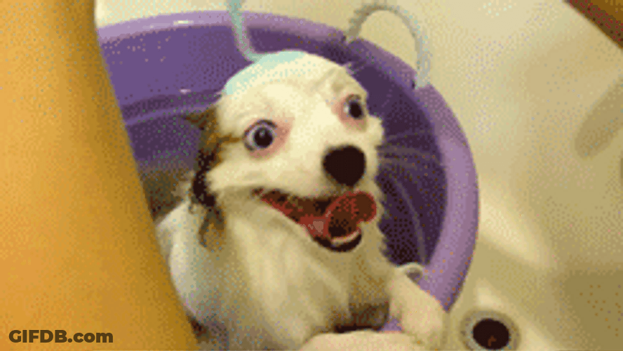 Excited Wet Dog GIF