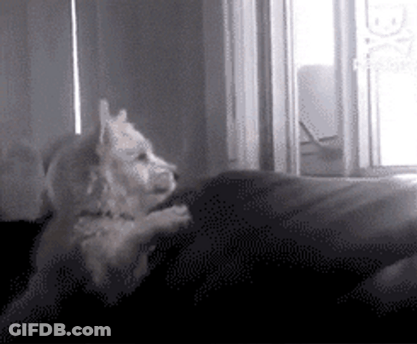 Excited White Dog Jump Off Couch GIF