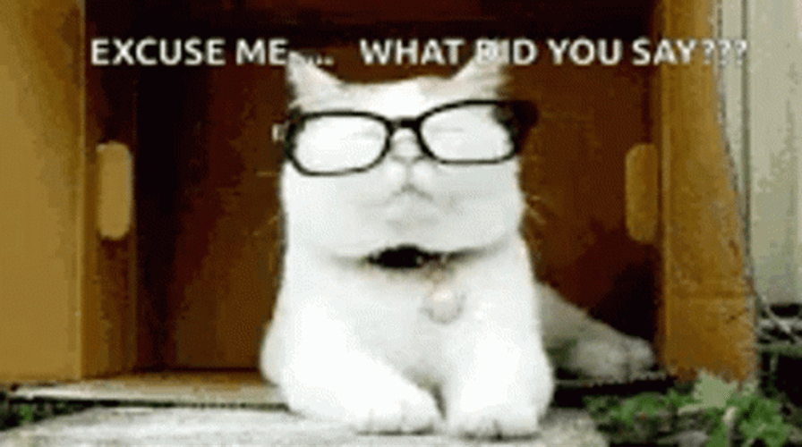 Excuse Me Nerd Cat GIF