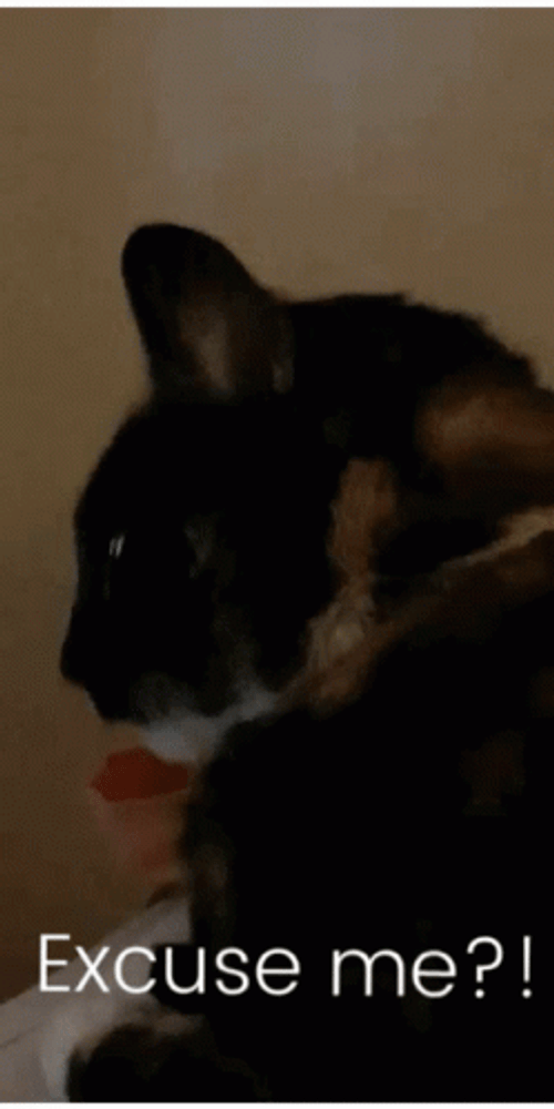 Excuse Me Sassy Cat GIF
