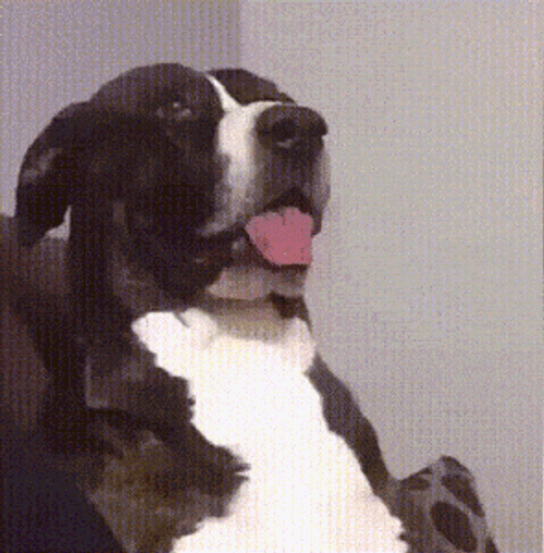 Excuse Me What Dog GIF