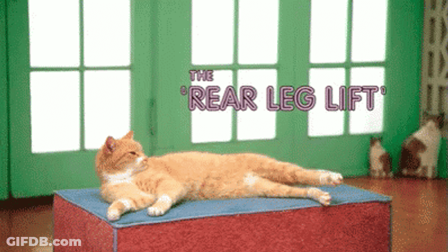 Exercise Cat Leg Lift GIF