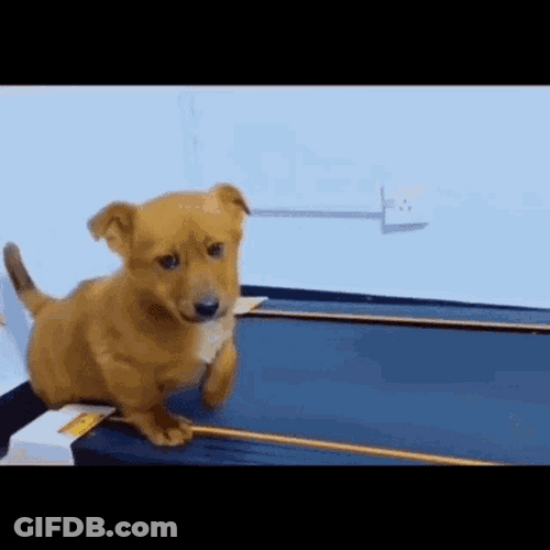 Exercise Treadmill Bored Dog GIF
