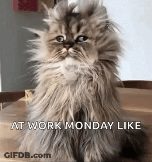 Exhausted Hairy Cat Look At Work Monday GIF