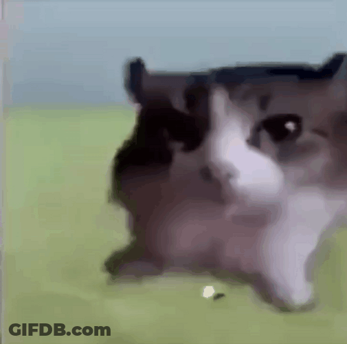 Explode Cat Explosion GIF