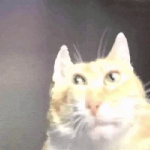 Explode Cat Just Exploded GIF