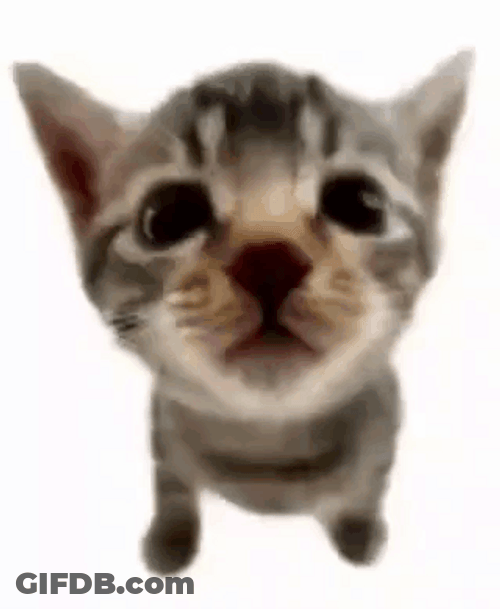 Explode Cat Just Vanished GIF