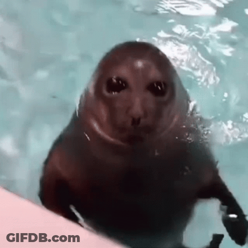 Explode Sea Lion GIF