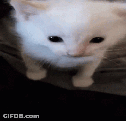 Explode Ugly Cat GIF