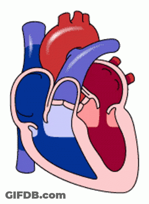 Expressive Heart Blood Flow High Blood Pressure GIF