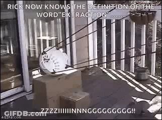 Extraction Squirrel GIF