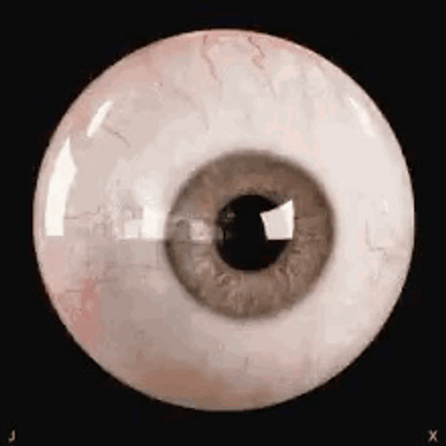 Eye To Eye Ball GIF