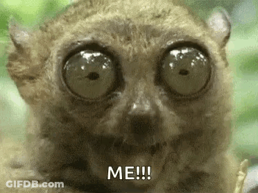 Eyes Chew GIF