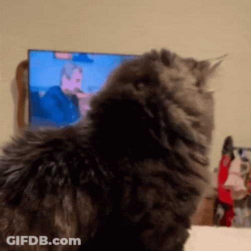 Eyes Popping Out Cat Daze GIF