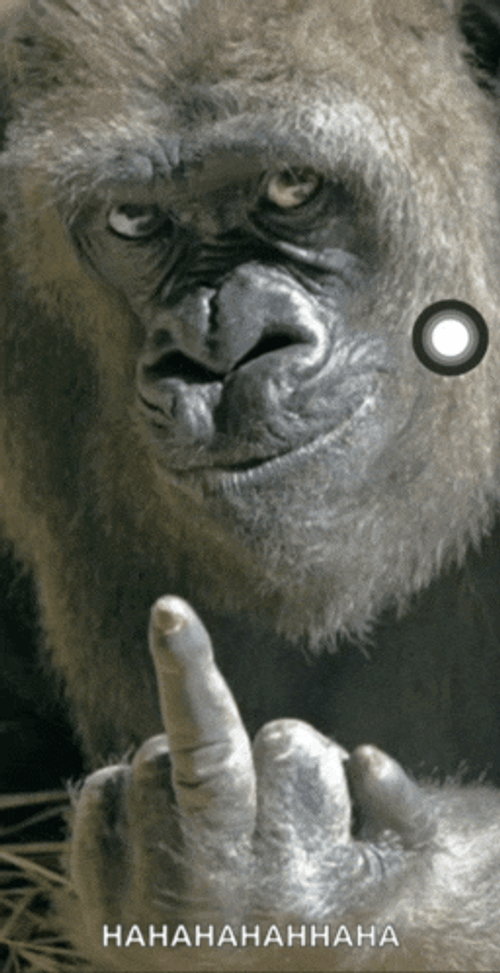 F U Middle Finger Meme GIF