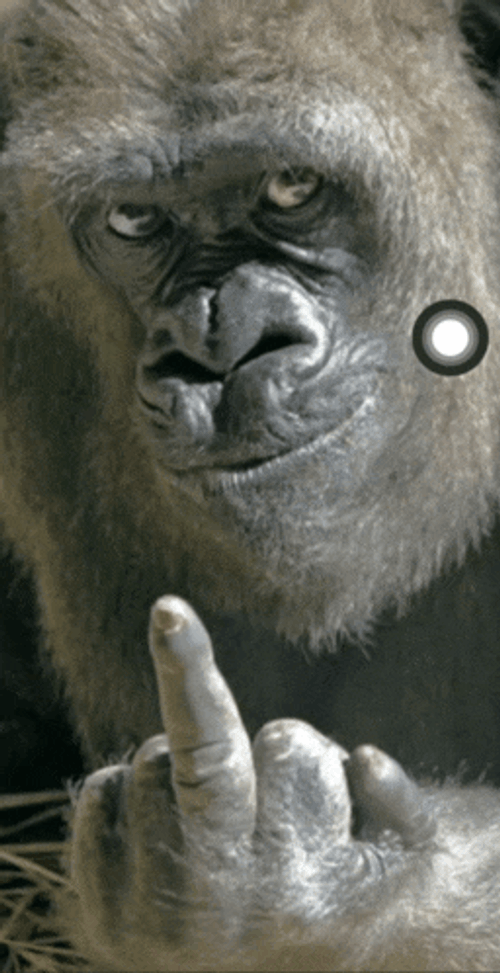 F U Middle Finger Meme GIF