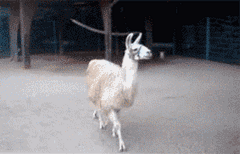 Fabulous Walk Alpaca GIF