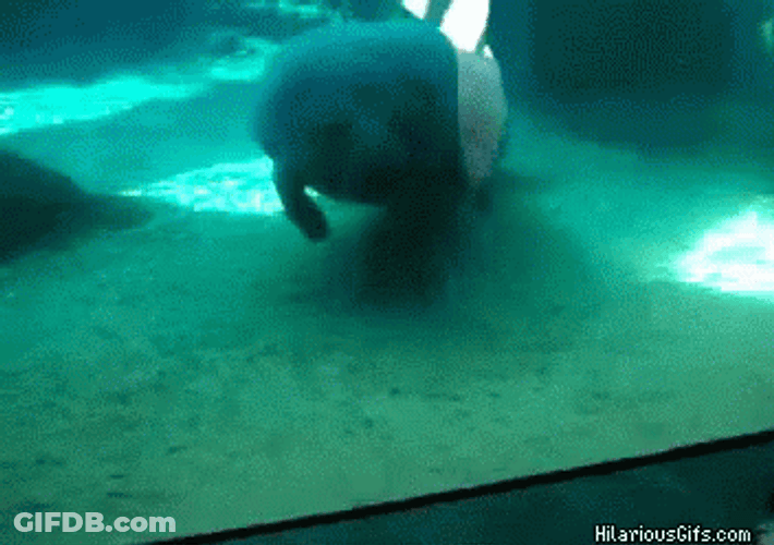 Face Flat On The Glass Manatee GIF