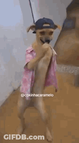 Face Saying You're Such An Idiot GIF