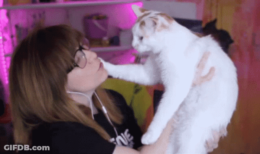 Face Slap Cat No Charliest Monica GIF