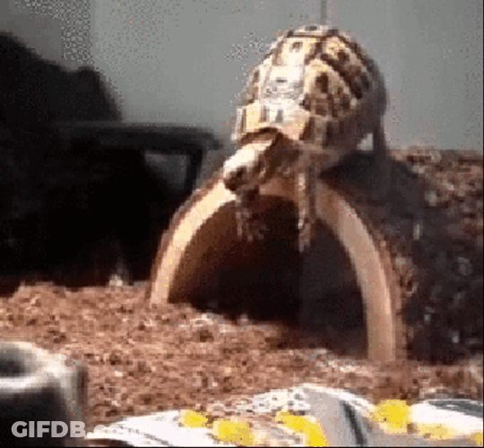 Faceplant GIF