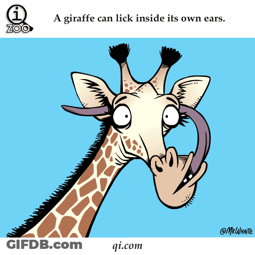 Facts Trivia About Giraffe GIF