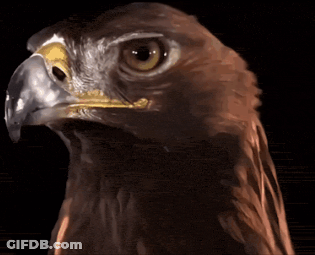 Fadding Hawk GIF