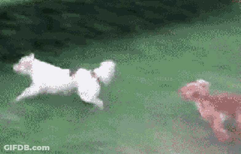 Fail Dog Hedge Jump GIF