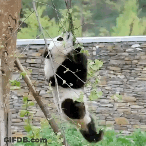 Fail Panda Tree Climb GIF