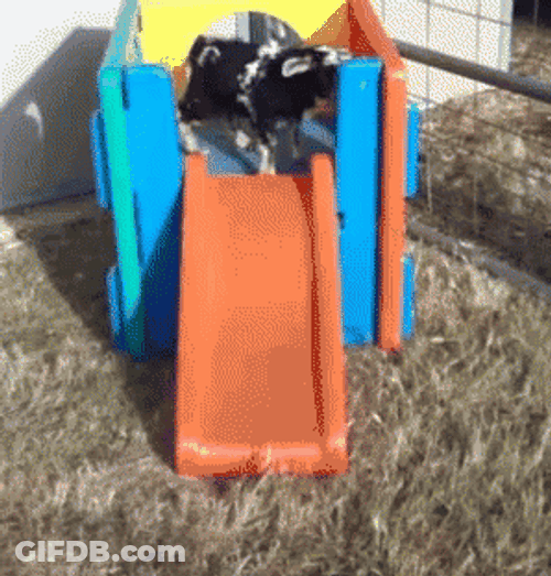 Fainting Goat GIF