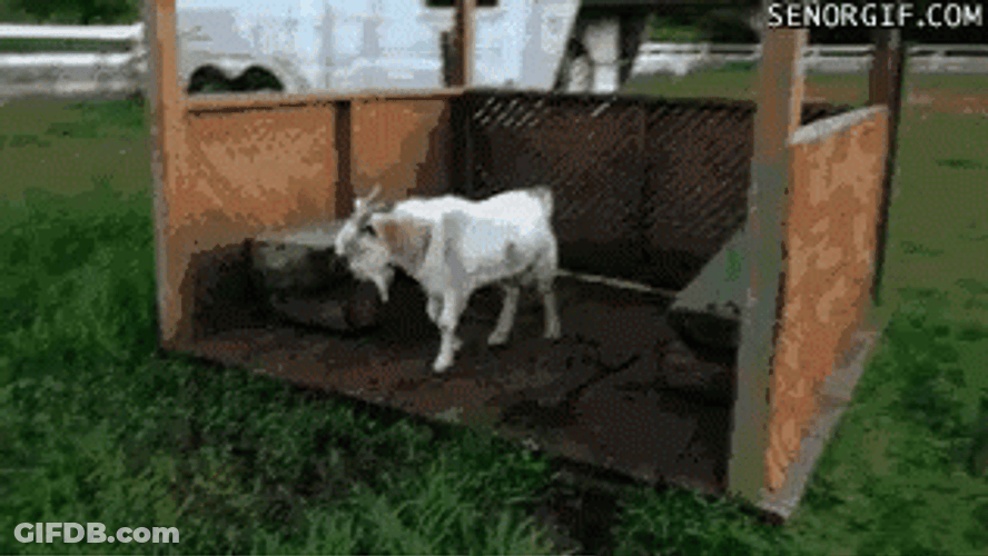 Fainting Goat GIF
